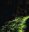 Pelt - Samhain Nocturne met 14 groepen