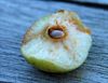 Overpelt - De larve in het appeltje