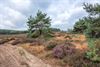 Lommel - De heide staat in bloei