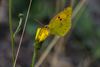 Beringen - Oranje Luzerne vlinder