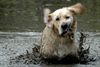 Neerpelt - Geen weer om een hond...