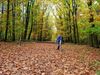 Meeuwen-Gruitrode - Wandelen in het bos