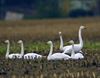 Hamont-Achel - Wilde zwanen op de Buitenheide