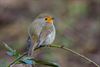 Beringen - ROODBORST ( ERITHACUS RUBECULA )