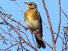 Neerpelt - Kramsvogels terug in het Hageven