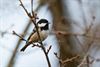 Beringen - Zwarte Mees (Parus ater)