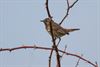 Beringen - Blauwborst (Luscinia Svecica Cyanecula)