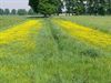 Pelt - Grasstroken langs Dommel en Warmbeek