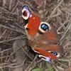 Hamont-Achel - Daar is de eerste vlinder