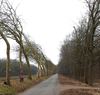 Neerpelt - 'Hier groeien de bomen naar links en naar rechts'