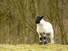 Beringen - Lammetjes op terril van Beringen