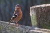 Beringen - De vink (Fringilla Caelebs)