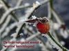 Pelt - Een zalige Kerst!