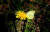 Lommel - Eerste vlinders gespot op Blekerheide