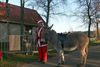 Neerpelt - Ezels tijdens de kerstwandeling