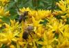Tongeren - Bloemen voor de bijtjes