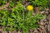 Beringen - Paardenbloem (Taraxacum Officinalis)