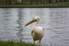 Beringen - Pelikaan naar Natuurhulpcentrum