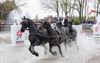 Lommel - Menwedstrijd: Sandmann wint marathon vierspannen