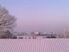 Overpelt - Roze sneeuw in de Riet