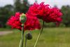 Beringen - Slaapbol (Papaver Somniferum)