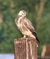 Neerpelt - Een buizerd zie je niet alle dagen