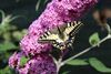 Neerpelt - Vlindertijd in de tuin