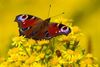 Houthalen-Helchteren - Het Grote Vlindertelweekend nadert