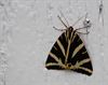 Neerpelt - Mooie vlinder tijdens tuinvlindertelling