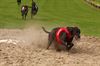 Beringen - Beker van België voor windhondenrennen