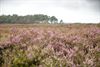 Lommel - De heide bloeit weer