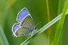 Tongeren - Staartblauwtje zit weer in Zuid-Limburg