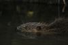 Neerpelt - Een bever in de Dommel