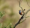 Neerpelt - Hageven 'natuurgebied van de maand'