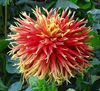 Hechtel-Eksel - Deze prachtige dahlia gekiekt in Eksel