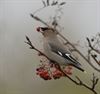 Neerpelt - Pestvogels in het land