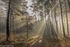 Lommel - Onze Lommelse bossen