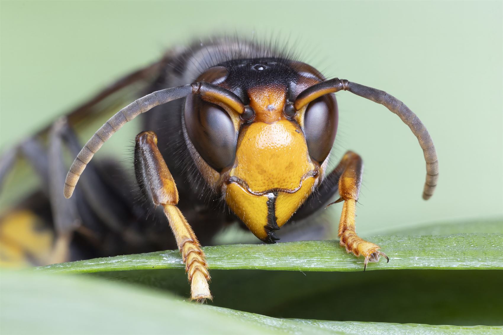 Bocholt - Infosessie over Aziatische hoornaar