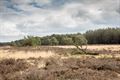 Beheer van Blekerheide en Riebosserheide