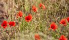 De flora in de Blekerheide