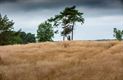 Vandaag in de Blekerheide