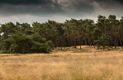 Vandaag in de Blekerheide