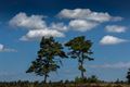 Vandaag op de Blekerheide