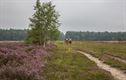 Bloeiende heide in Kattenbos