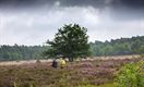 Bloeiende heide in Kattenbos