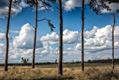 Vandaag op de Blekerheide en Heuvelheide