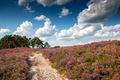 Vandaag op de Blekerheide en Heuvelheide