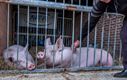 Tractoren en varkens op Dag van de Landbouw