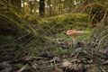 Overvloed aan bospaddenstoelen in Pijnven