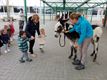 Werelddierendag in de Beerring